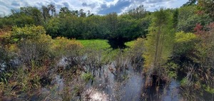 [GA 94 Cypress Creek Bridge, looking downstream (west), 15:56:14, 30.6506087, -82.5304107]