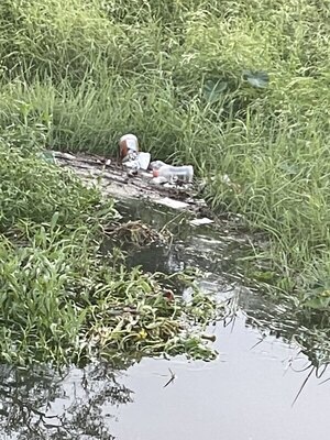 [More trash buildup in the pond 11 September 2022.]