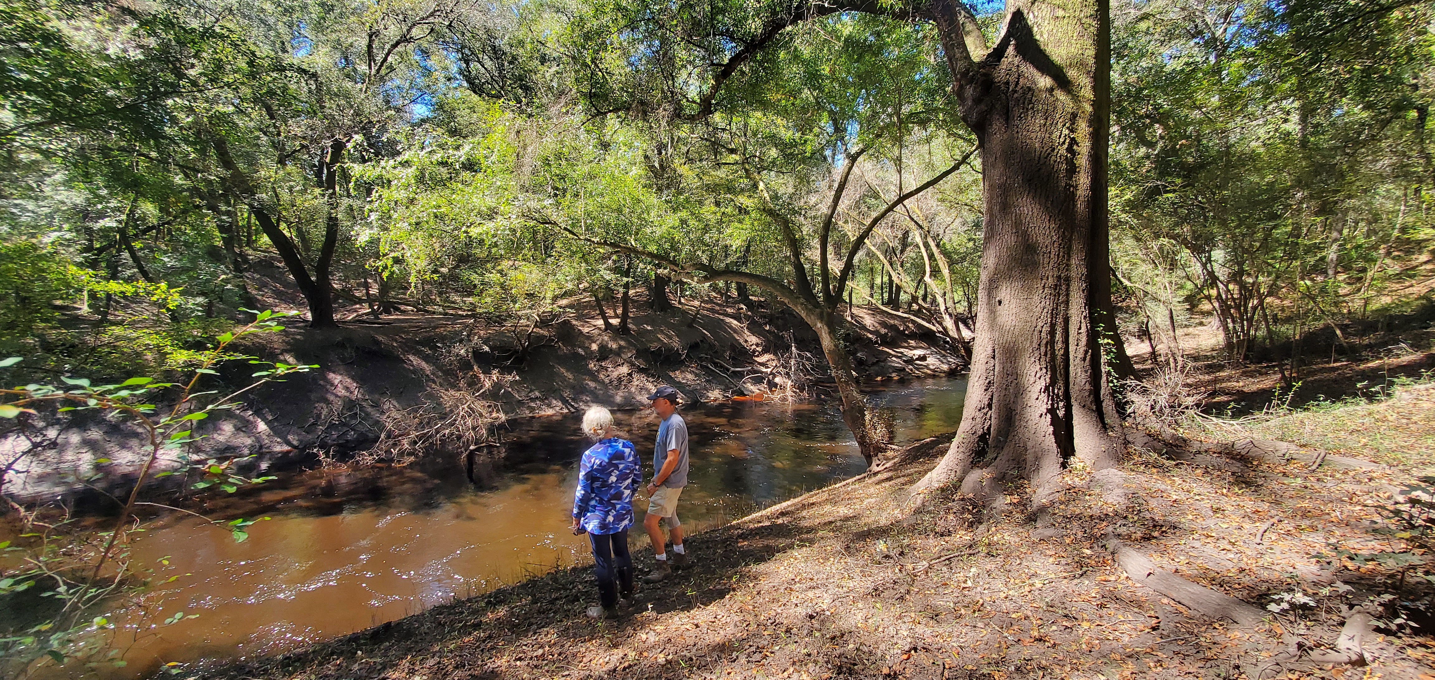 Nice tree at the Dead River, 13:22:59, 30.5822263, -83.0516377