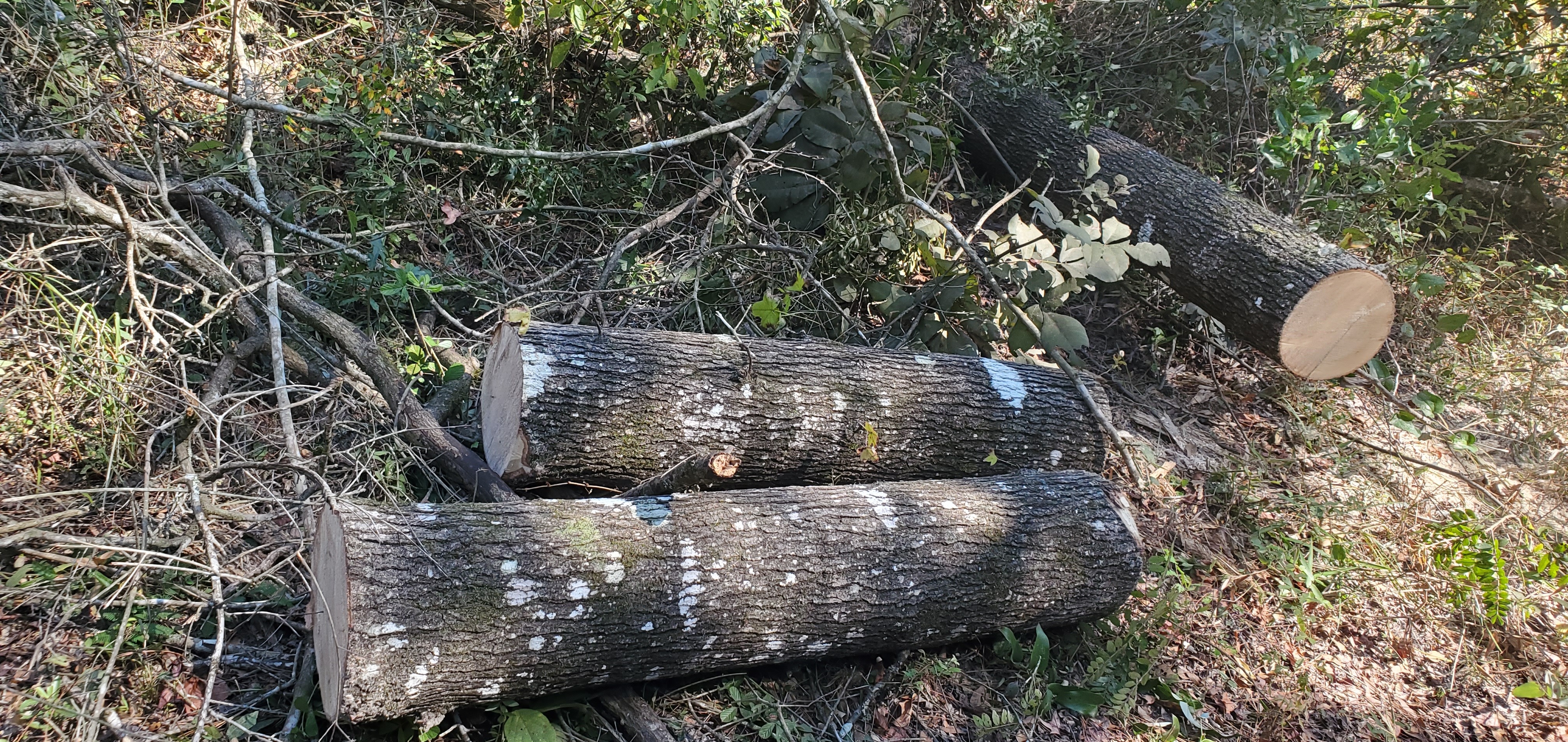 Firewood that Dennis sawed up, later in Phil's truck, 14:00:42, 30.5782362, -83.0411901