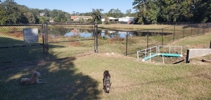 [Dogs, trash trap, detention pond, 2022:10:21 10:39:20, 30.8465040, -83.2780860]