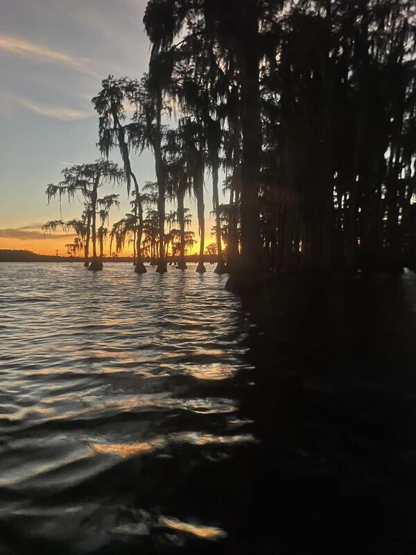 [Sunset behind cypress]