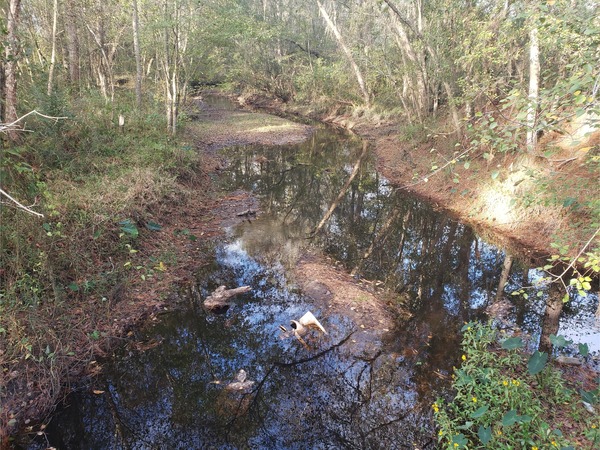 [Beaverdam Creek @ Park Street, Beaverdam Creek @ Park Street 2022-11-13]