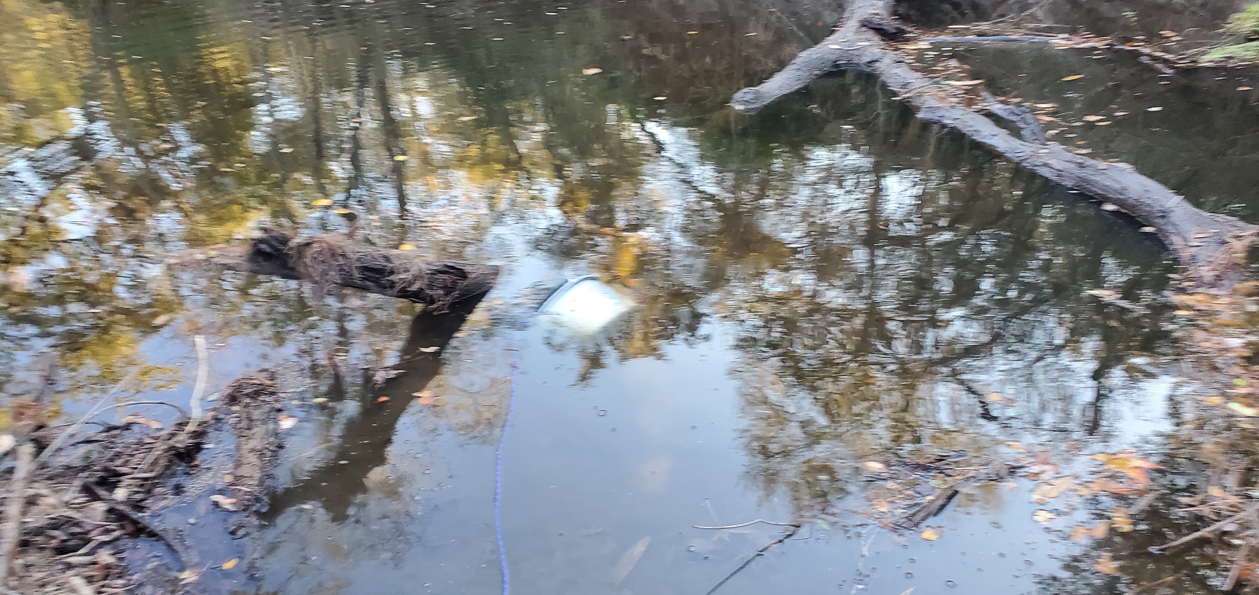 Bucket, Withlacoochee River, log jam, Langdale Park, 2022-11-13 16:10:10, 30.8875714, -83.3242222