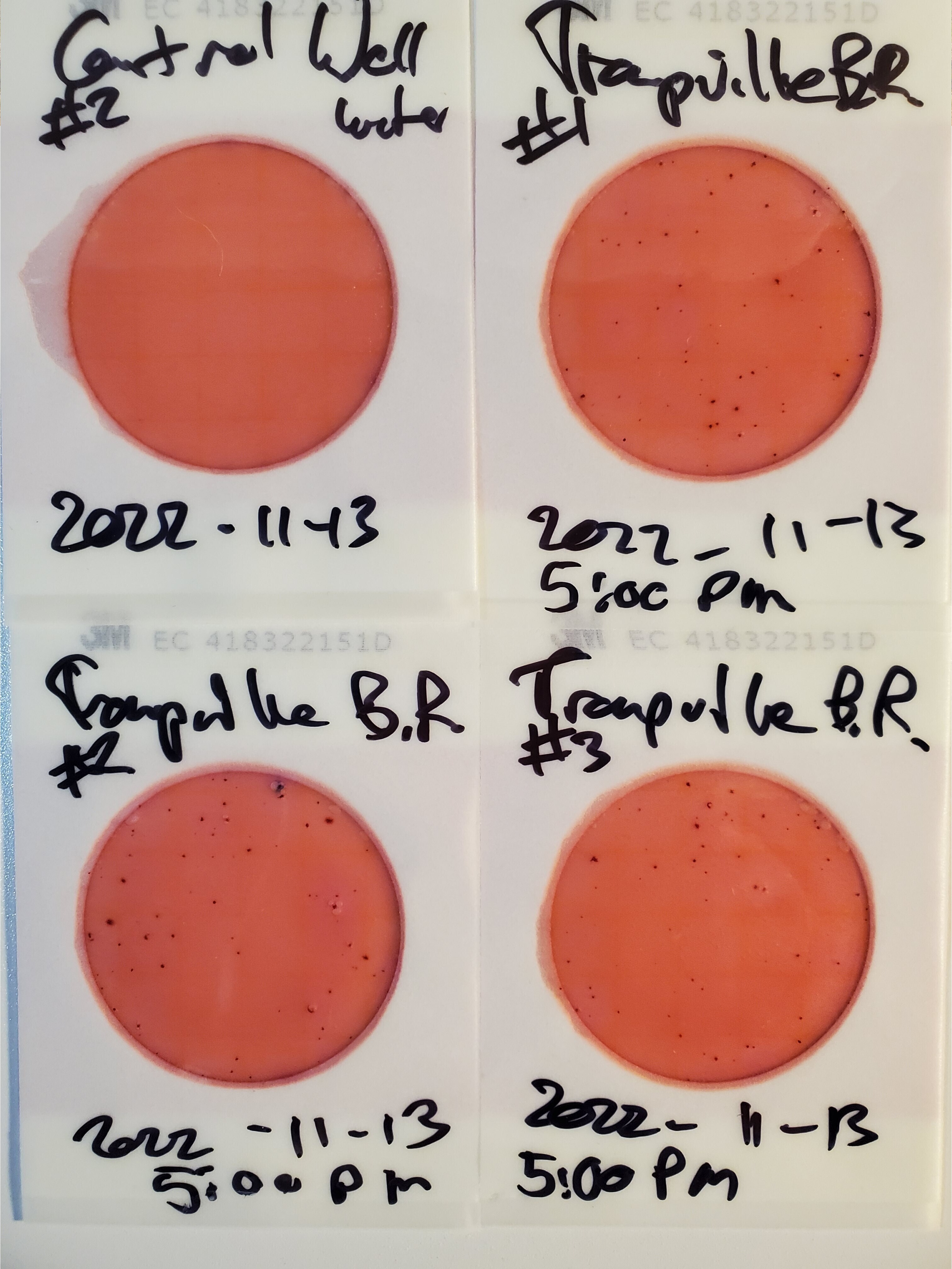 Plates, Troupville Boat Ramp, Little River, 2022-11-13