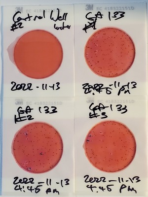 [Plates, GA 133, Withlacoochee River, 2022-11-13]