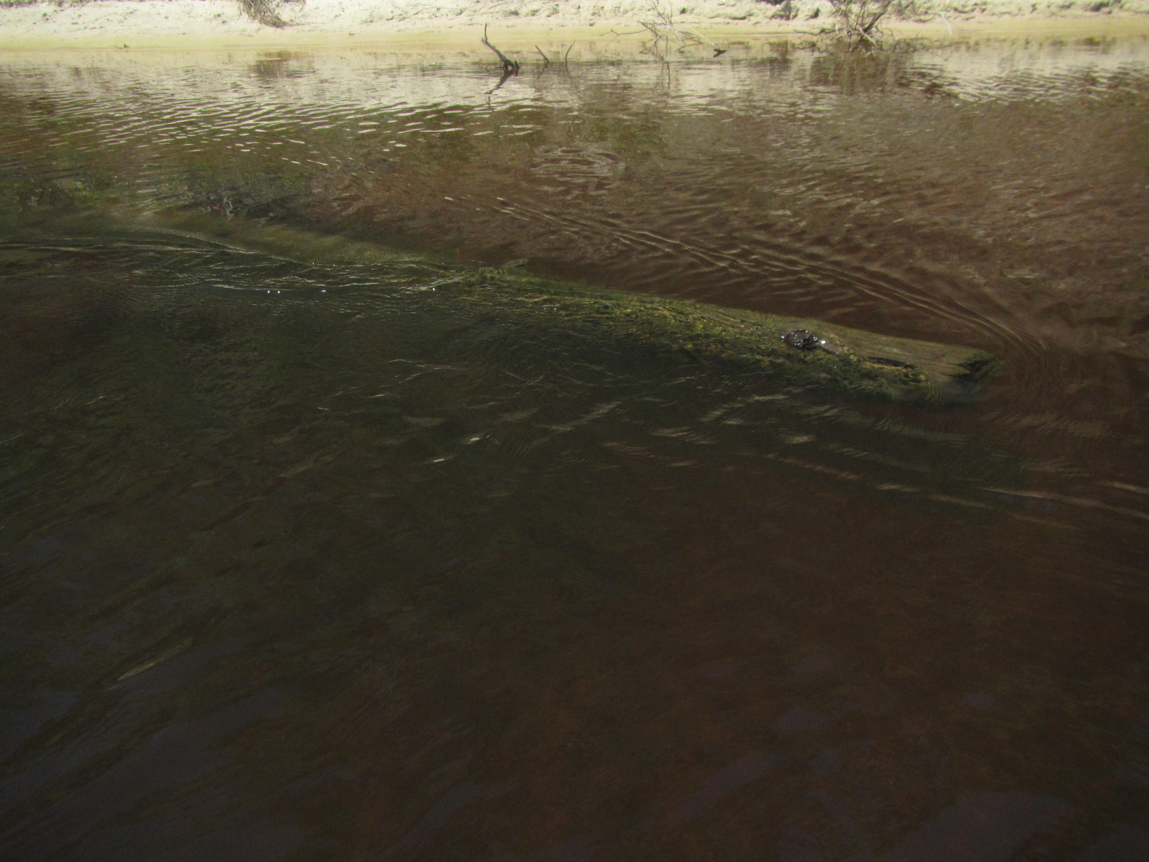 Old submerged piling --Ken Sulak