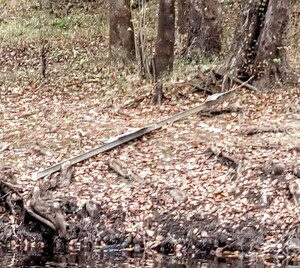 [Nankin Boat Ramp Sign, Withlacoochee River @ Clyattville-Nankin Road 2022-11-26]