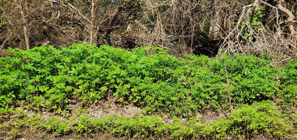 [Flowering invasive Cleome houtteana, 10:45:08, 30.7031240, -83.4532144]