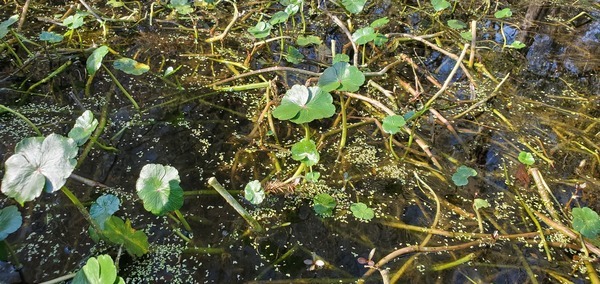 [Floating Marsh Pennywort, 14:42:03, 30.6894808, -83.4219929]