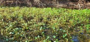 [Hydrocotyle ranunculoides, 14:42:09, 30.6894808, -83.4219929]