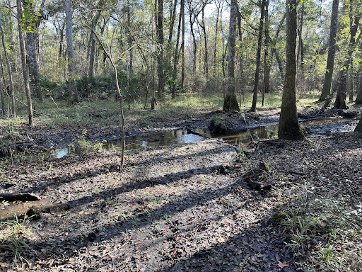 Trail Crosses Three Mile Branch by Phillip Williams