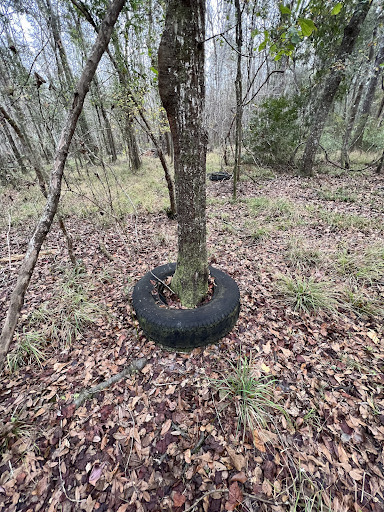 Tree with a Tire by Phillip Williams