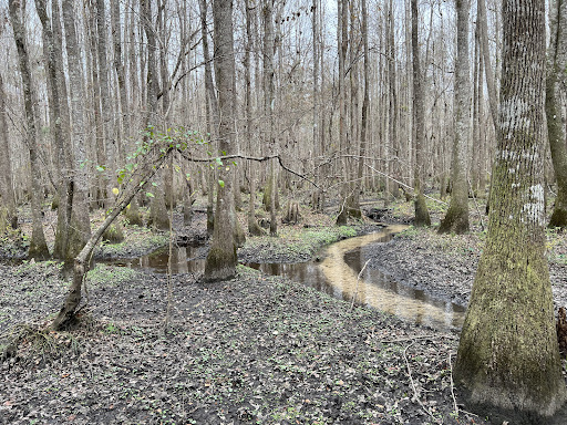 [Confluence of Dark Branch and Three Mile Branch by Phillip Williams]