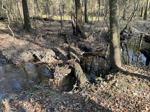 [Log Bridge by Phillip Williams]