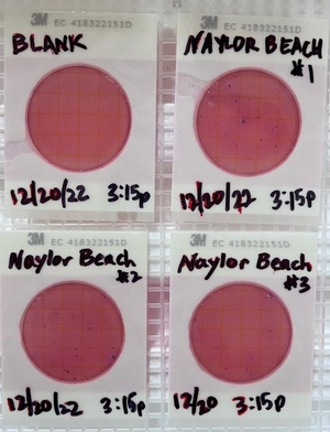 [Plates, Naylor Park Beach 2022-12-20]