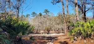 [Palmettos at Three Steps Landing, 12:57:03, 30.7152192, -82.5097917]