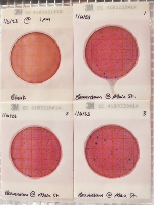 [Plates, Beaverdam Creek @ Main Street 2023-01-06]