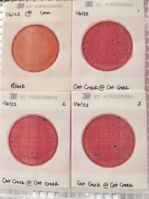 [Plates, Cat Creek @ Cat Creek Road 2023-01-06]