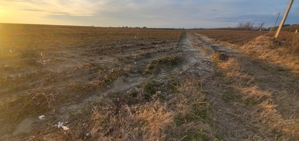 [Cotton field at Guess Road, in project, Howard I. Lawson, 17:25:41, 30.9560641, -83.4599586]