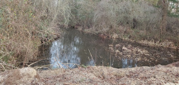 [Drainage ditch, upstream, feeding Slaughter Creek at Peach Road, 17:39:41, 30.9647813, -83.4827892]