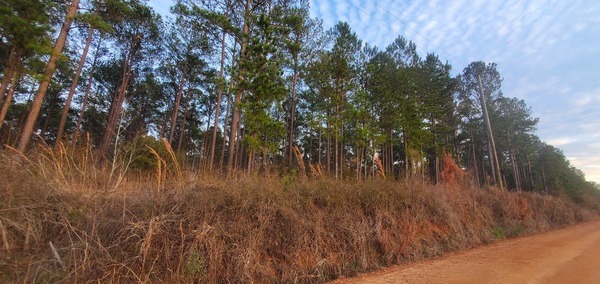 [Planted pines, east of Peach Road, to be cleared for project, Alvin Jerry Sapp, and beyond C&M Land Holdings, 17:42:31, 30.9537151, -83.4833270]