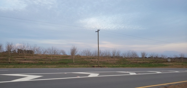 [Peach trees, GA 133, south of Lawson Pond Road, not part of project, 17:48:25, 30.9406830, -83.4896110]