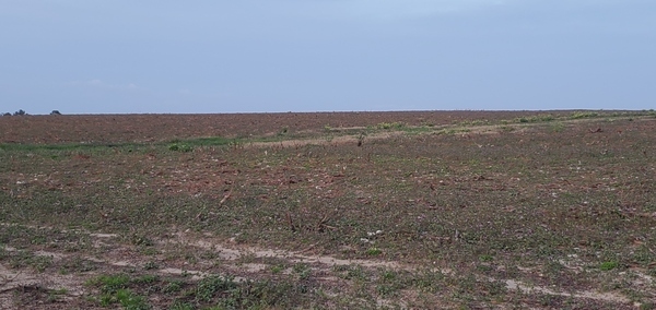 [Cotton field, east of GA133, in project, C&M Land Holdings, 17:49:24, 30.9364300, -83.4849860]