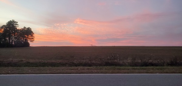 [Cotton field in project, Lawson Pond Road s. of Guess Road, Howard I. Lawson, 18:05:04, 30.9524756, -83.4595927]