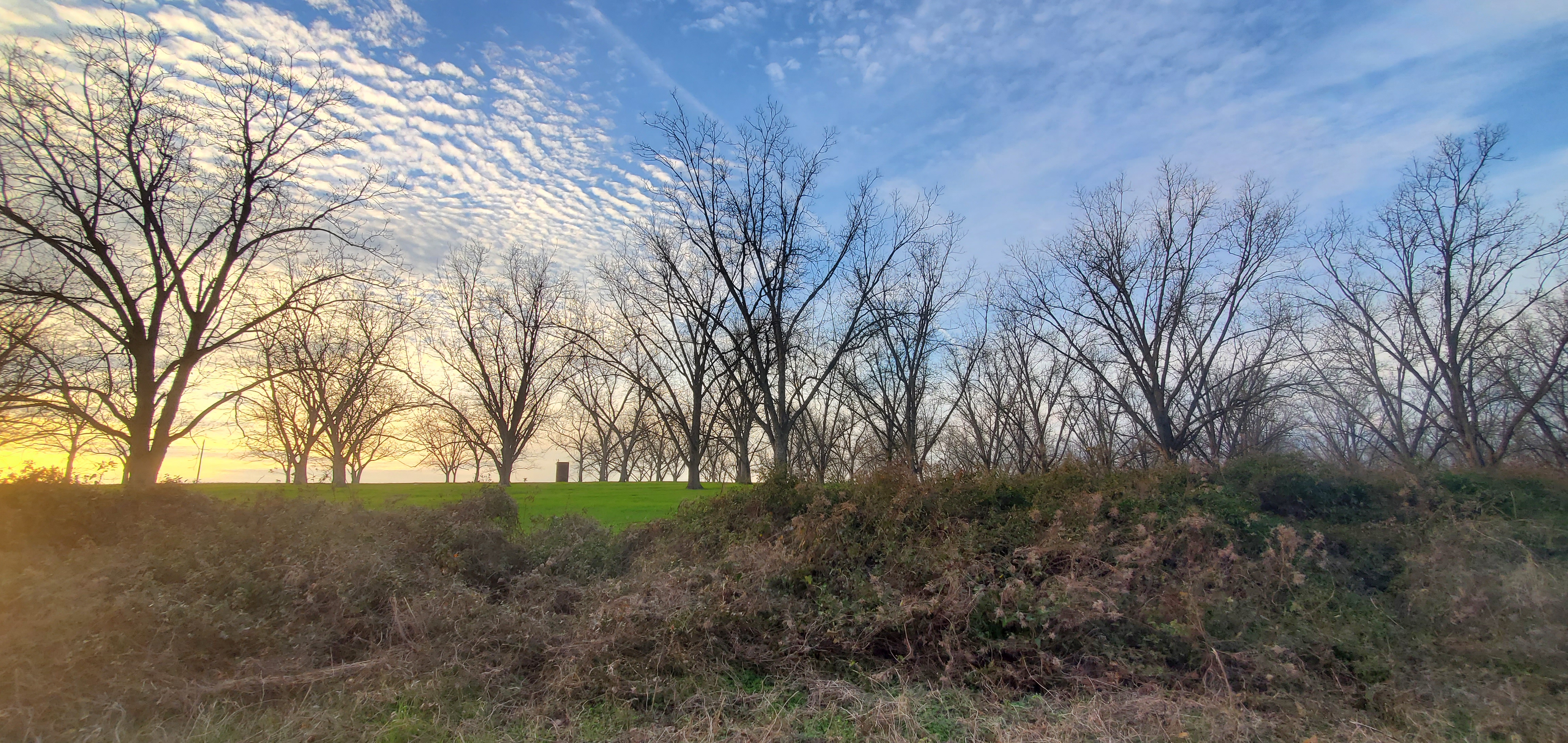 Pecan trees between power line and Guess Road, all to be cleared for solar panels, Howard I. Lawson, 17:23:25, 30.9571866, -83.4572903