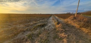 [Cotton field with Guess Road, 17:25:51, 30.9560641, -83.4599586]