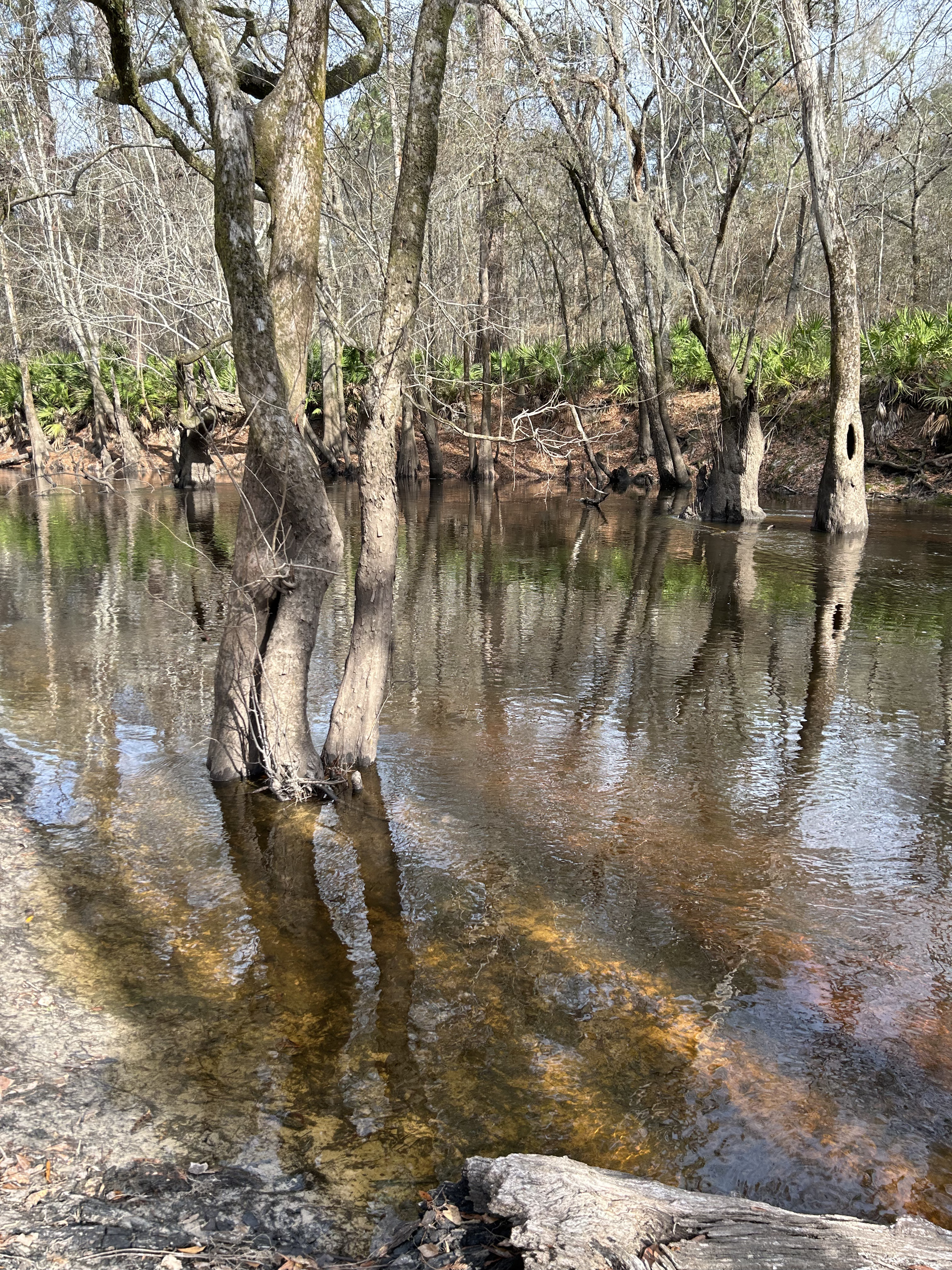 Franklinville, Withlacoochee River 2023-01-19