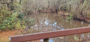 [Upstream from Hutchinson Mill Creek Overflow Bridge, 16:22:09, 31.0217343, -83.3083872]