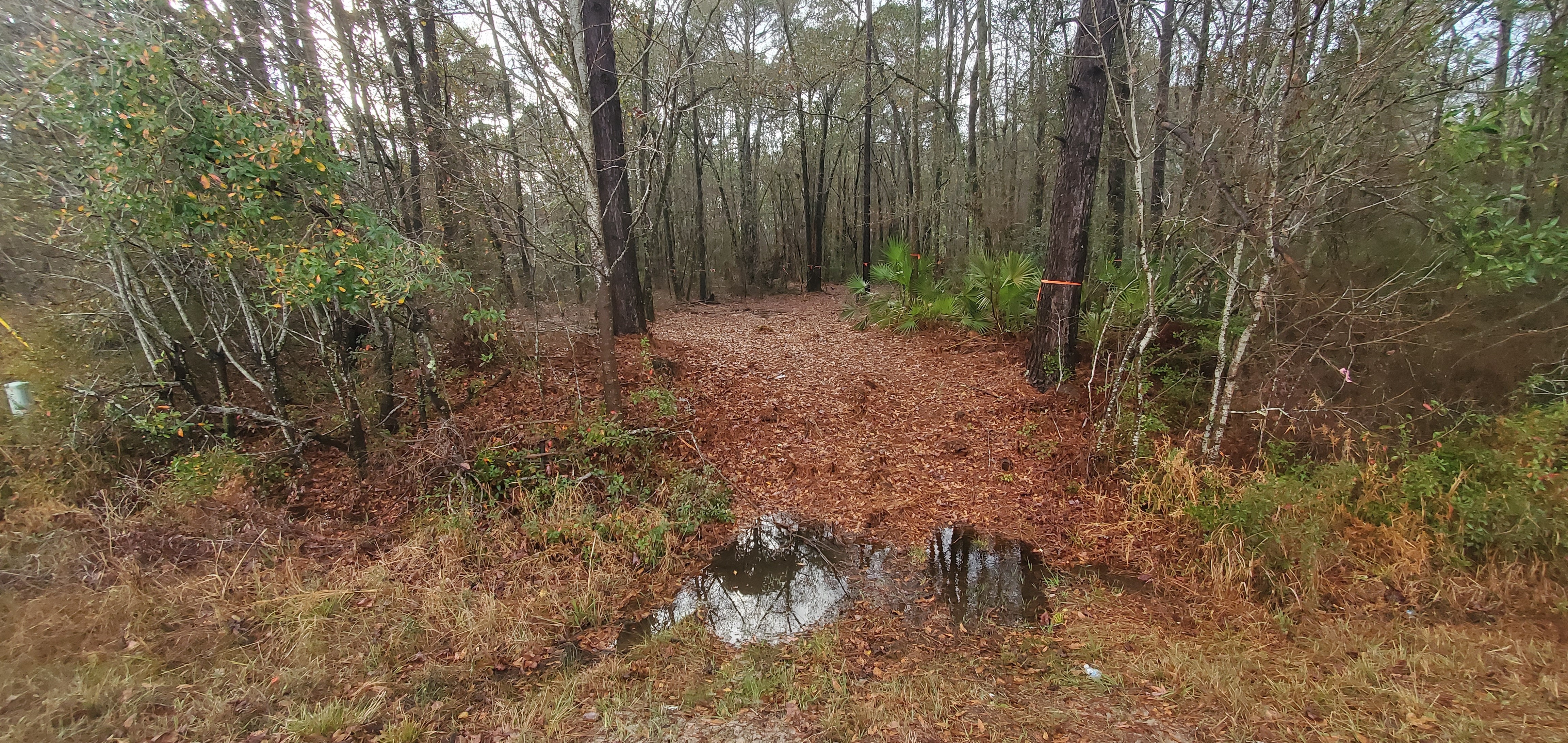 Wetlands on site, 16:08:57, 31.0137112, -83.3078558