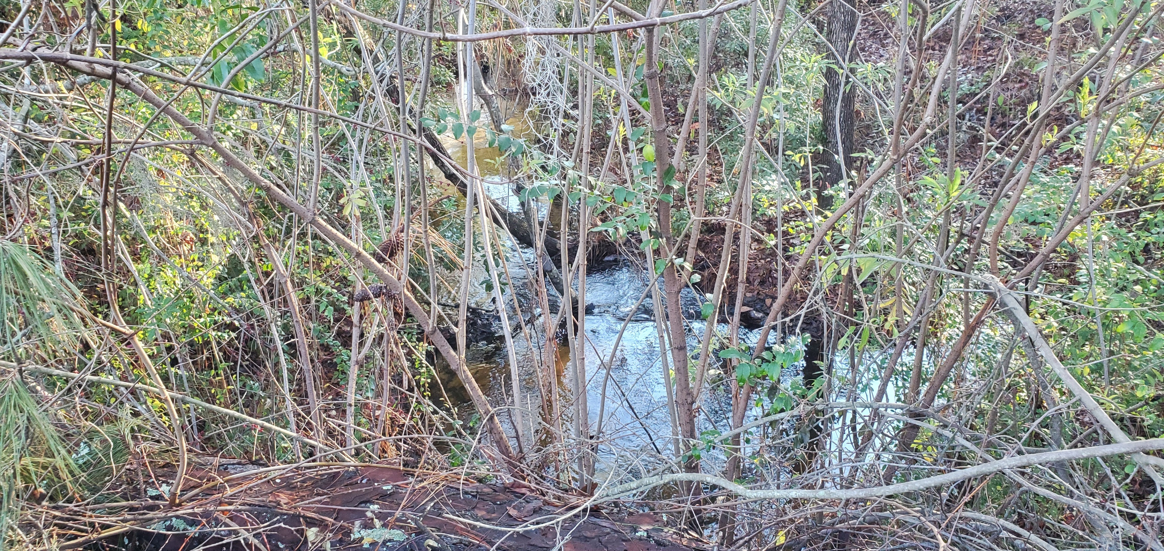 Poley Branch downstream from Skipper Bridge Road, 09:07:52, 31.0129685, -83.3078274