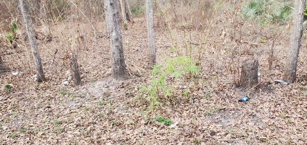 Trash and Japanese Climbing Fern, FL 6, Withlacoochee River, 2023-02-02