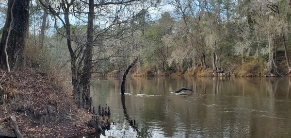 Upstream from Ellaville Landing, Withlacoochee River, 2023-02-02