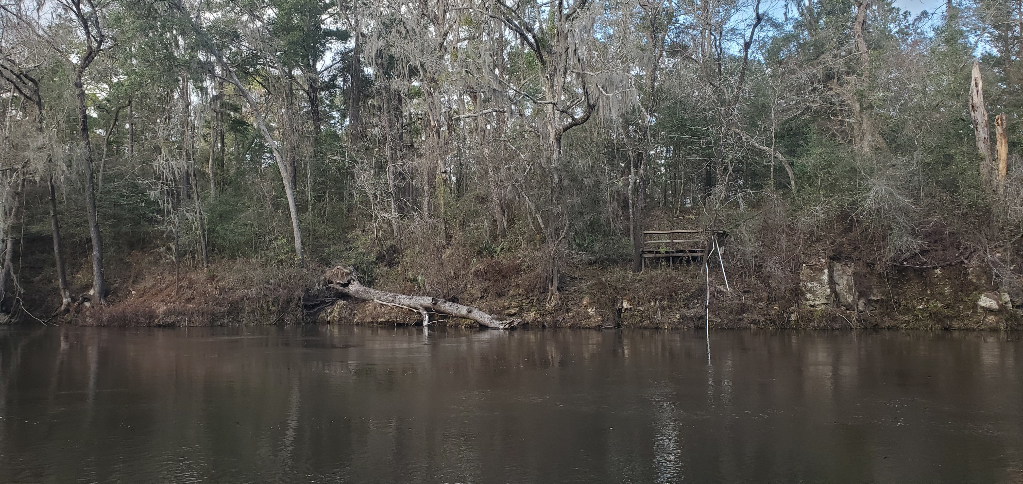 Across from Ellaville Landing, Withlacoochee River, 2023-02-02, 17:14:43, 30.4164776, -83.1941142