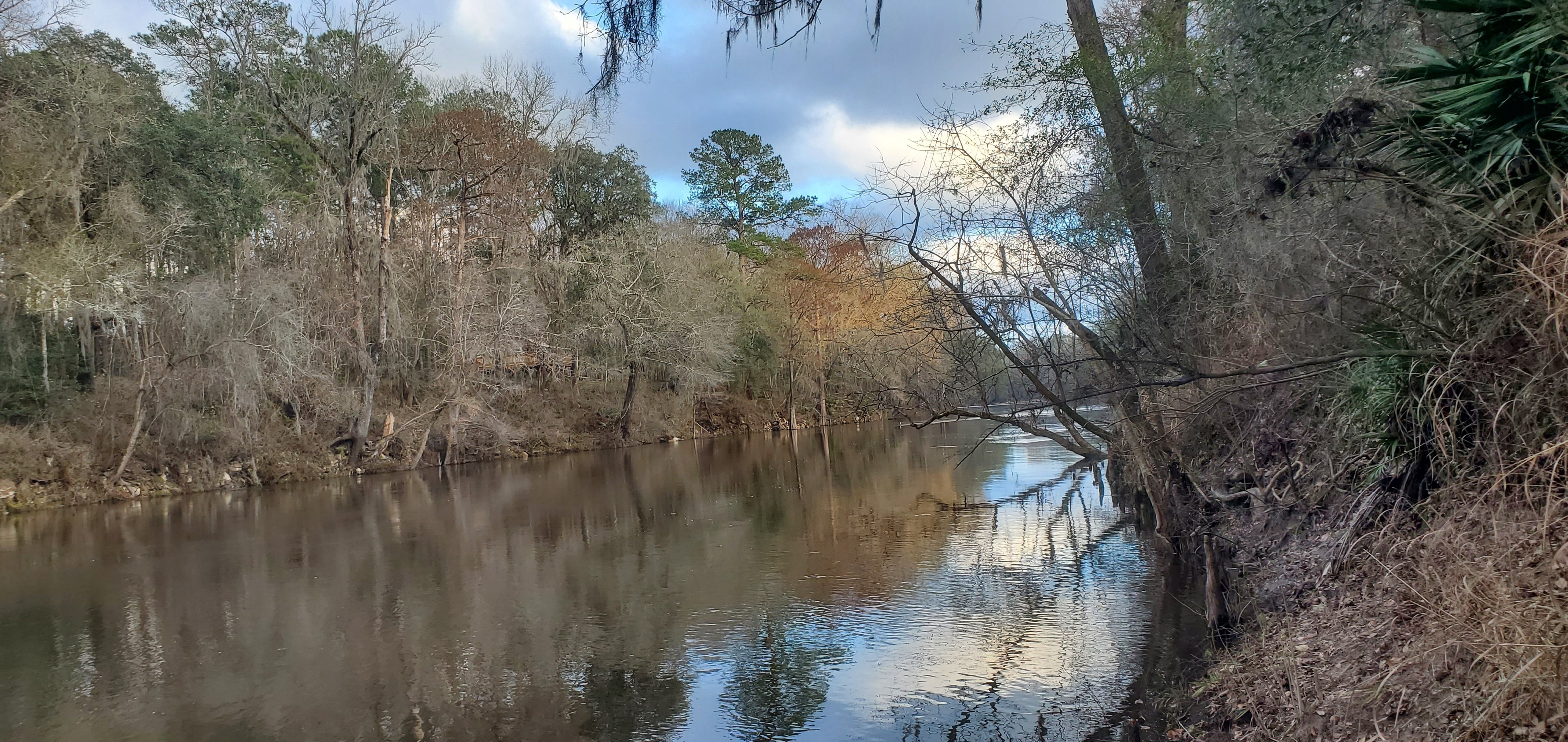 Downstream from Ellaville Landing, Withlacoochee River, 2023-02-02, 17:14:46, 30.4164776, -83.1941142