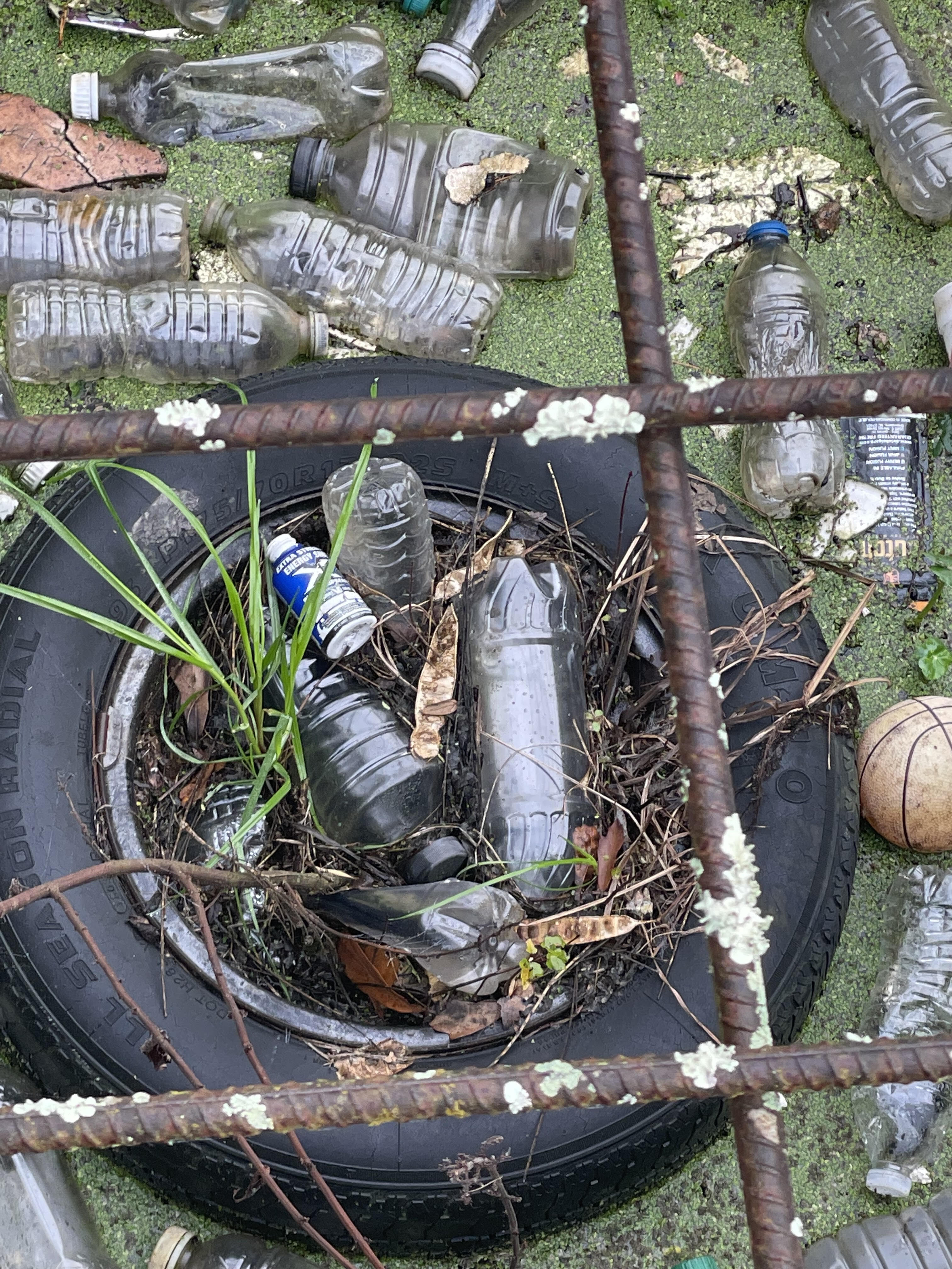 Grass growing out of tire through trash, #14011988, 2023-01-31