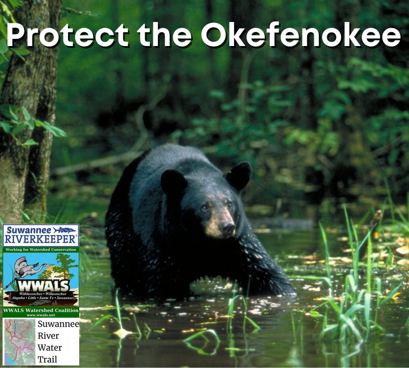 Bear: Protect the Okefenokee