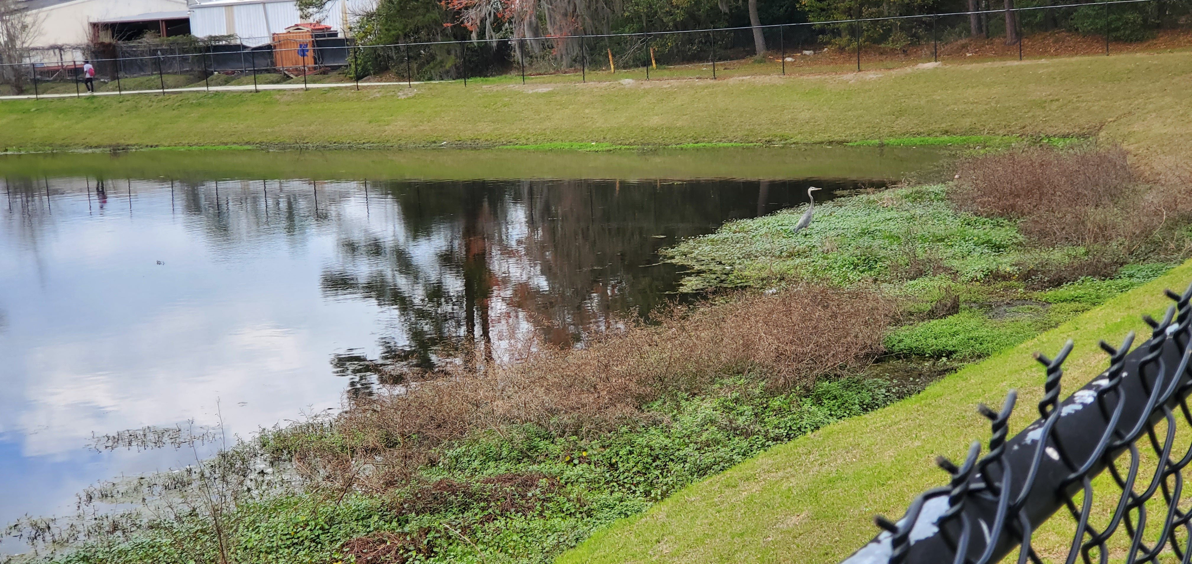 Little Blue Heron in Lee Street Detention Pond, 15:03:21, 30.8465925, -83.2780633