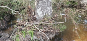 [Flood trash, Two Mile Branch downstream, Berkley Drive, 14:43:31, 30.8634340, -83.3019160]