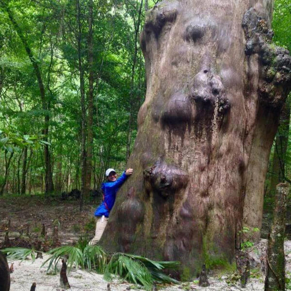 [Veronica Oakler with huge bald cypress]