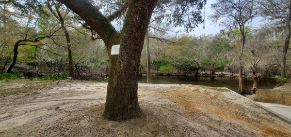 Tree, Paul Deloach Boat Ramp, 10:23:18, 30.8381301, -83.3699644