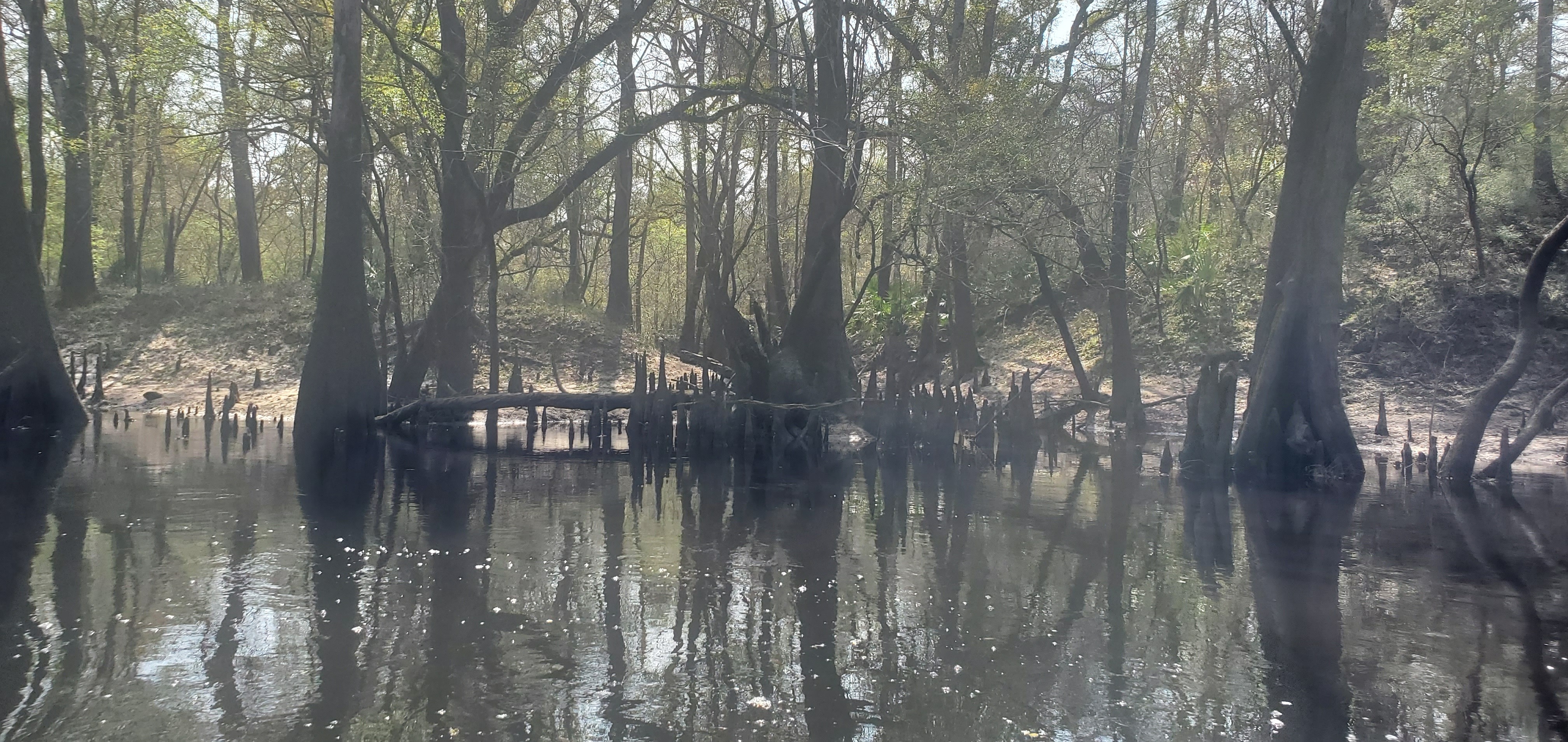 Cypress knees, 11:52:36, 30.8282427, -83.3837902