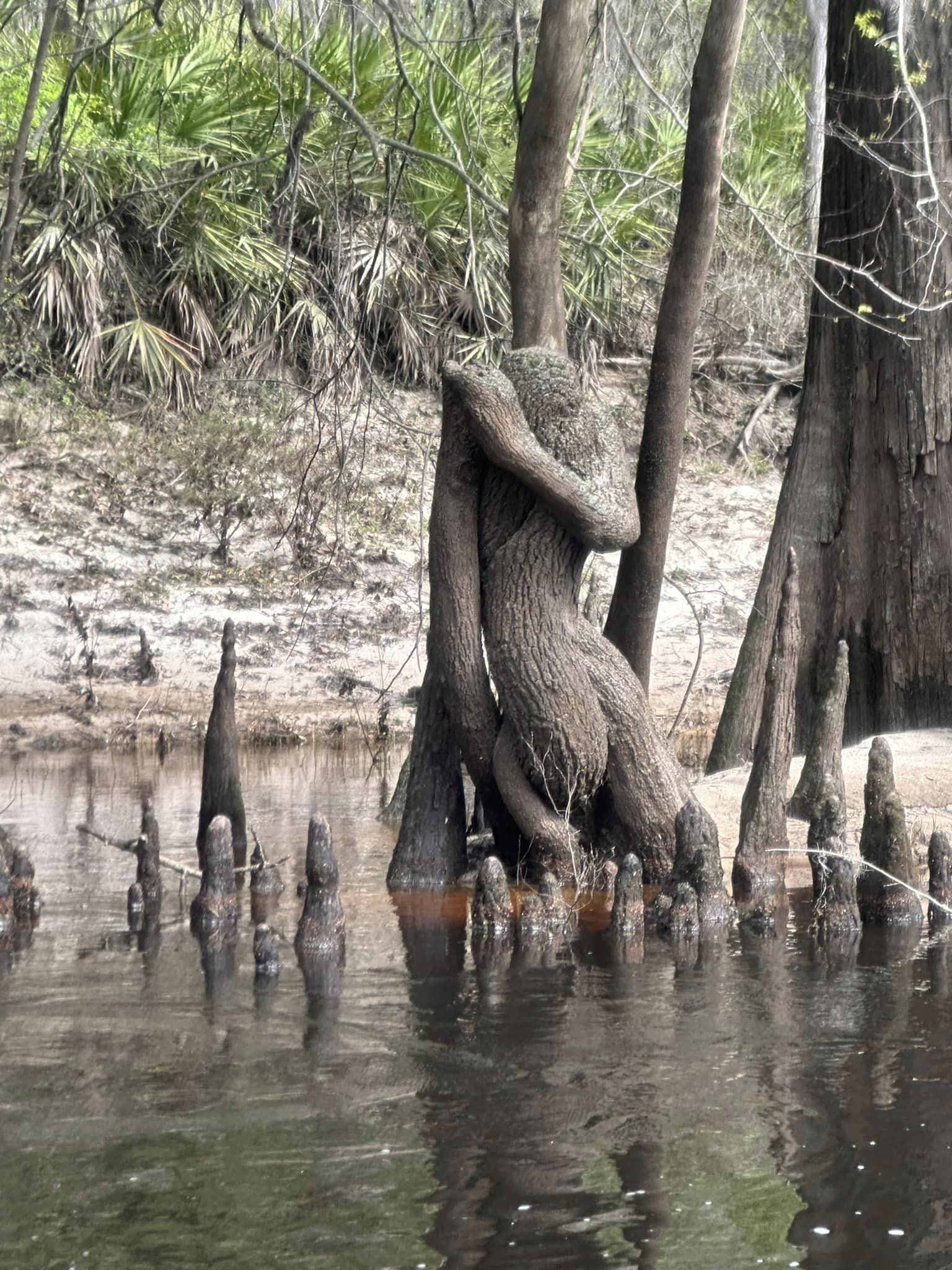 The intertwined tree --Scott James