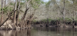 [Upstream Withlacoochee River from Little River Confluence, 10:25:44, 30.8468017, -83.3479166]