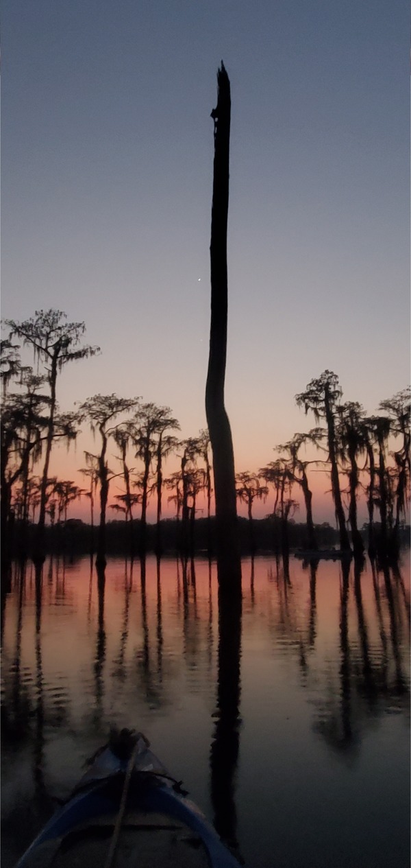 [Bat tree and planet]