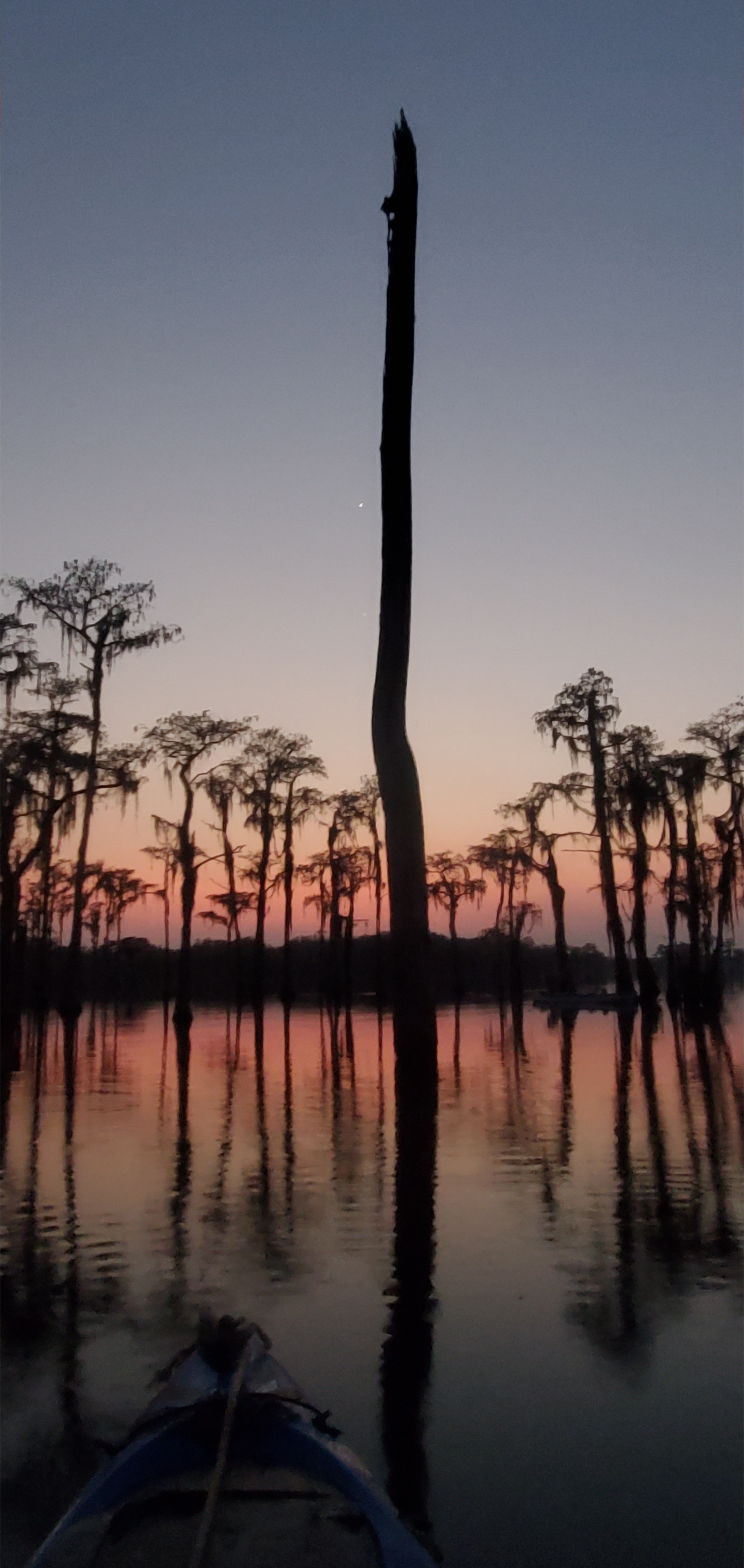 Bat tree and planet